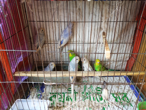 বার্জিগার পাখি বিক্রি